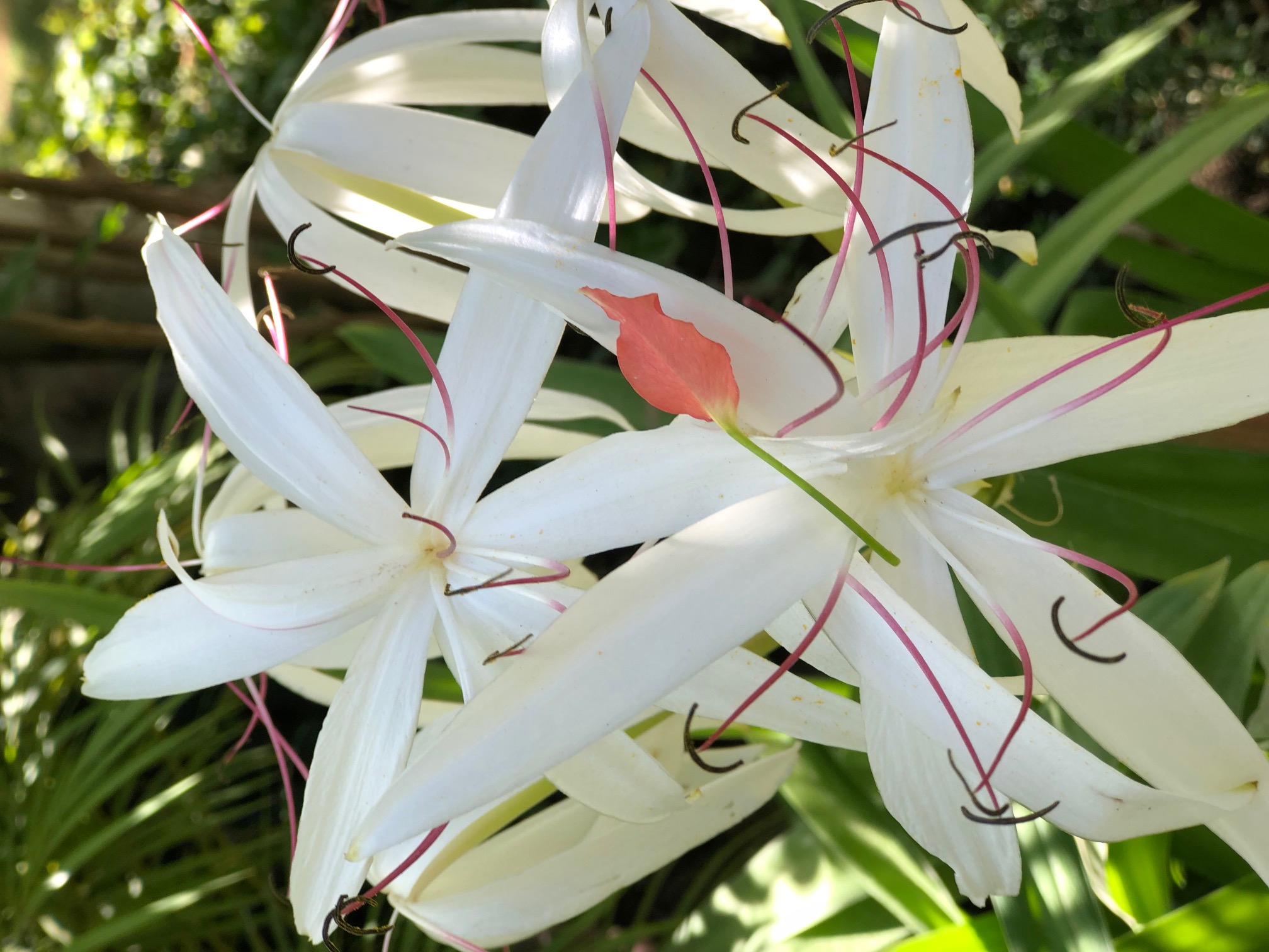 crinum americanum